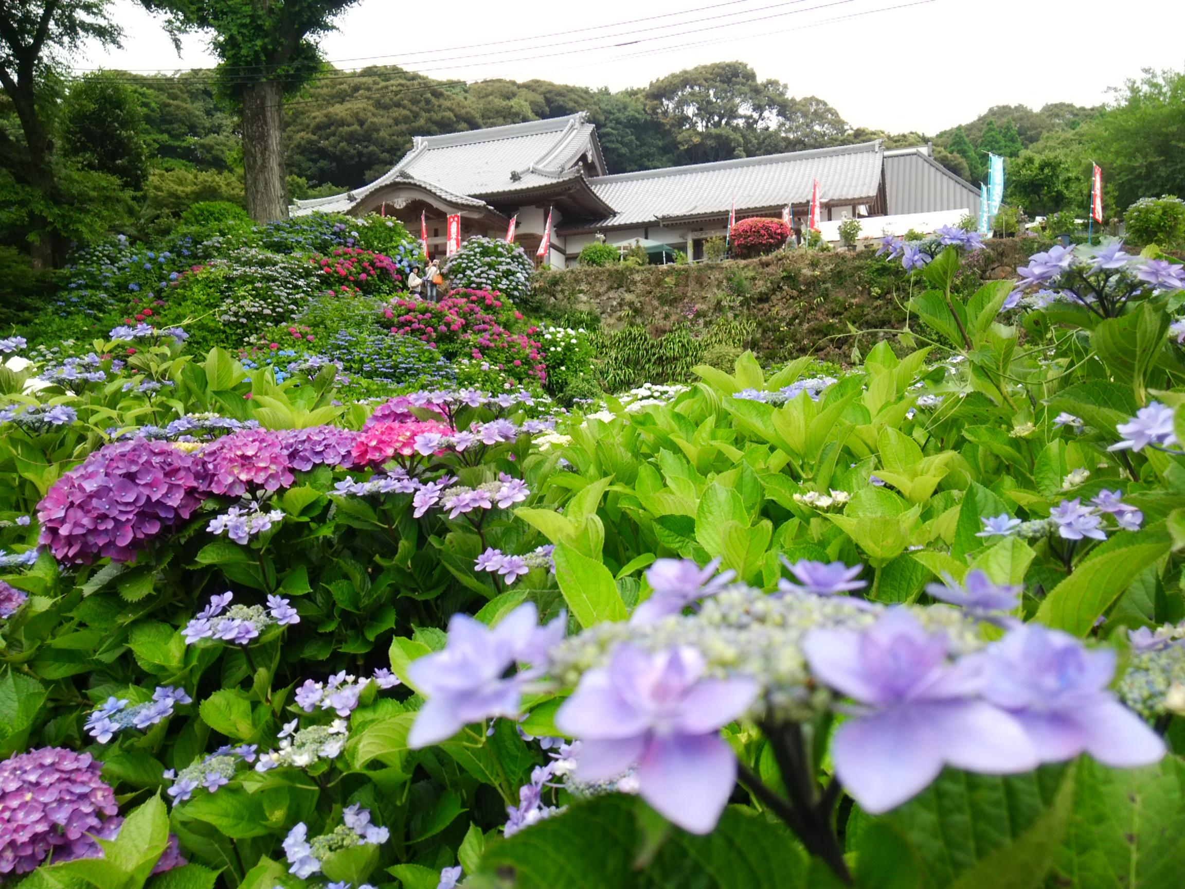 大聖寺 あじさい祭り 中止 イベントカレンダー 武雄市観光協会