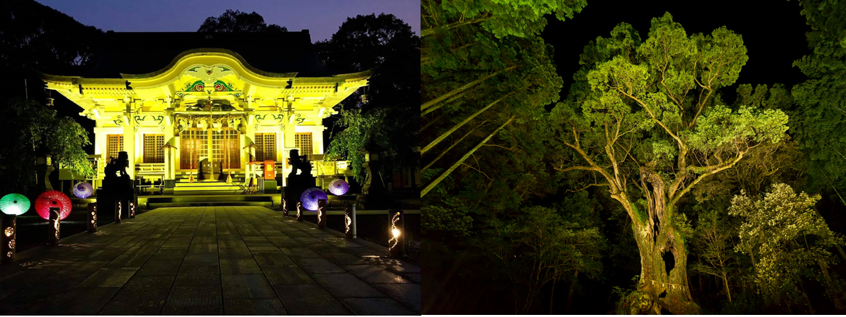武雄神社武雄の大楠.png