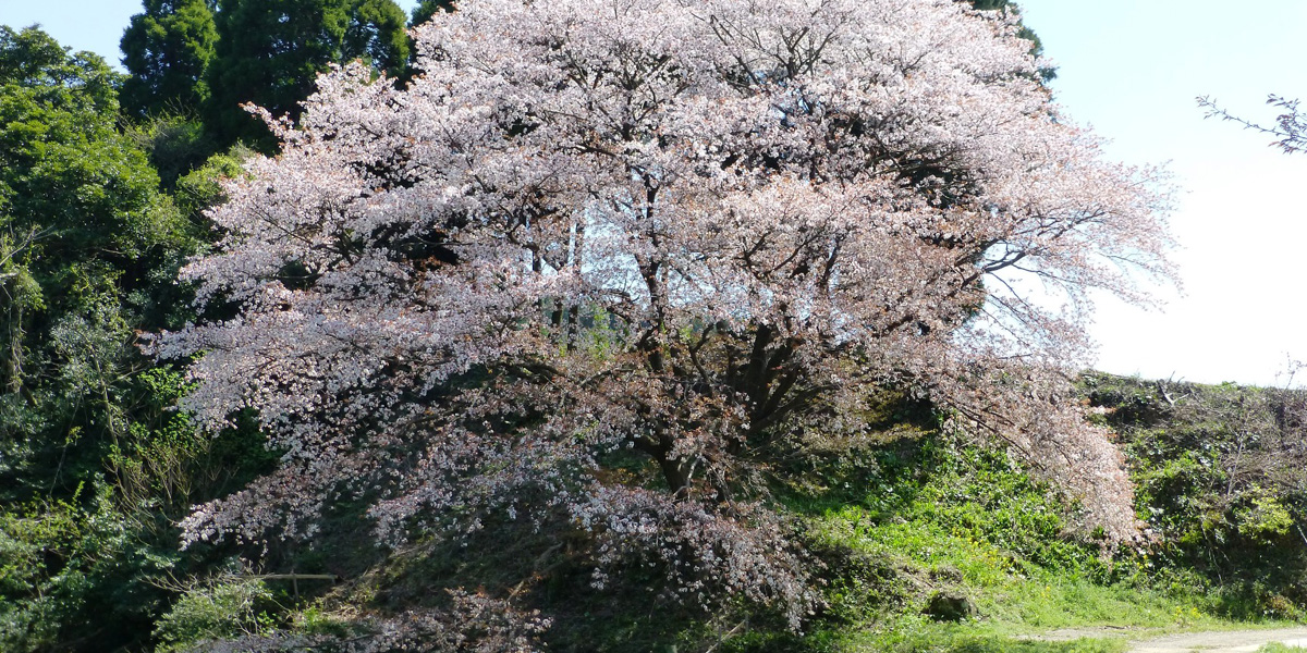 川内ジラカンス桜