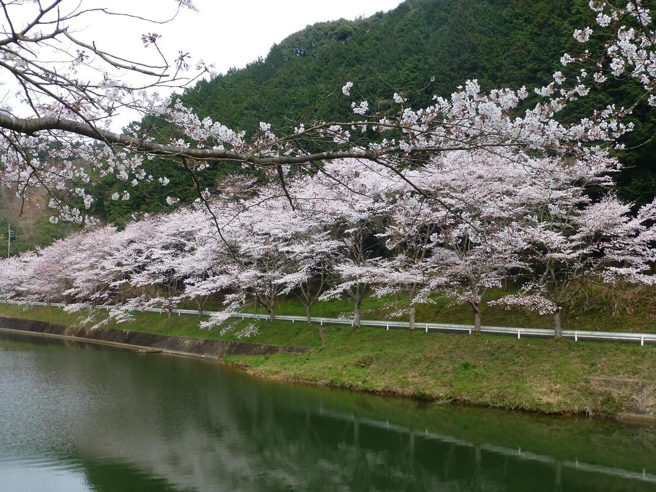 庭木ダム桜３.JPG