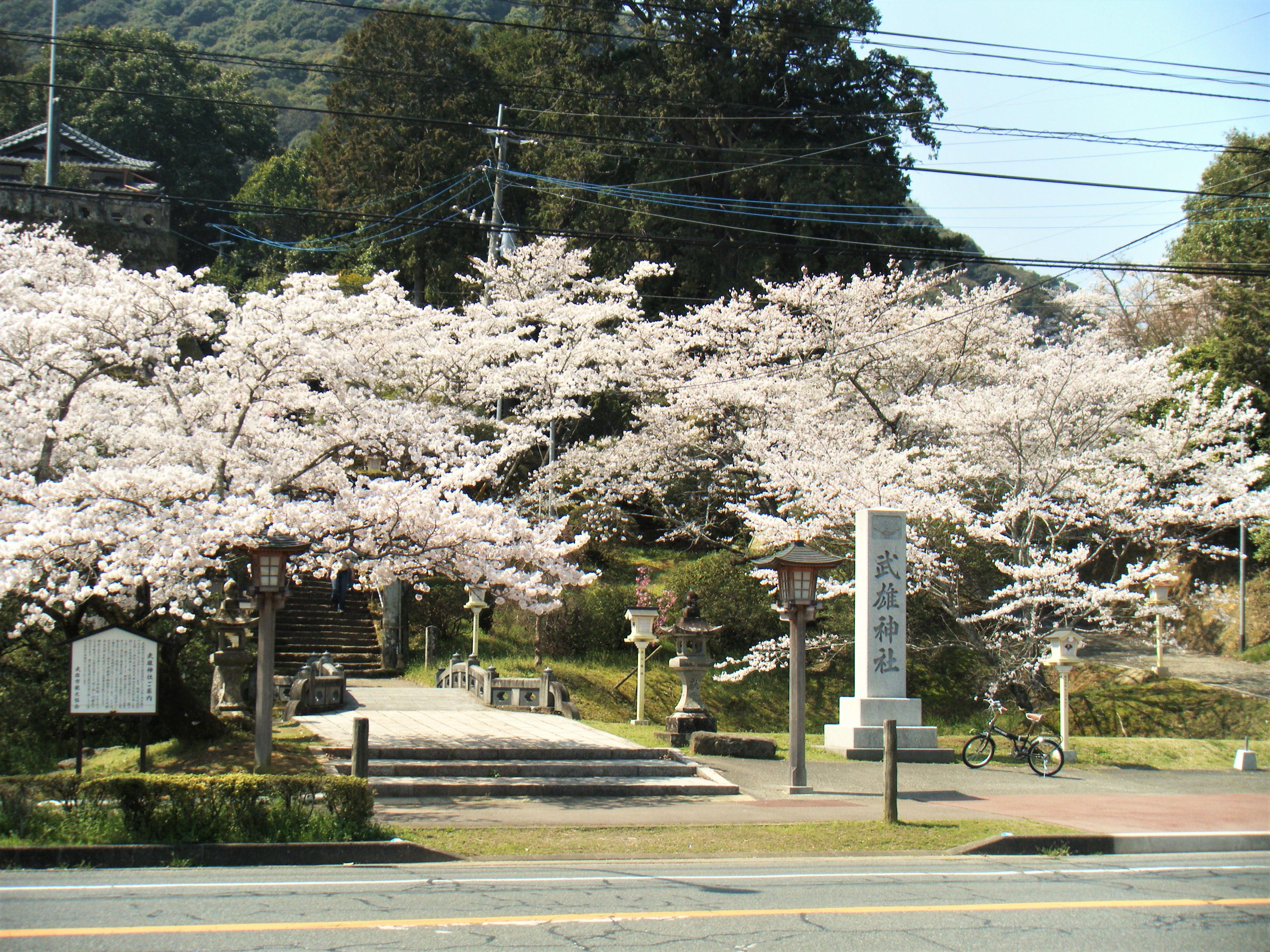 武雄神社　桜　2014(3).jpg