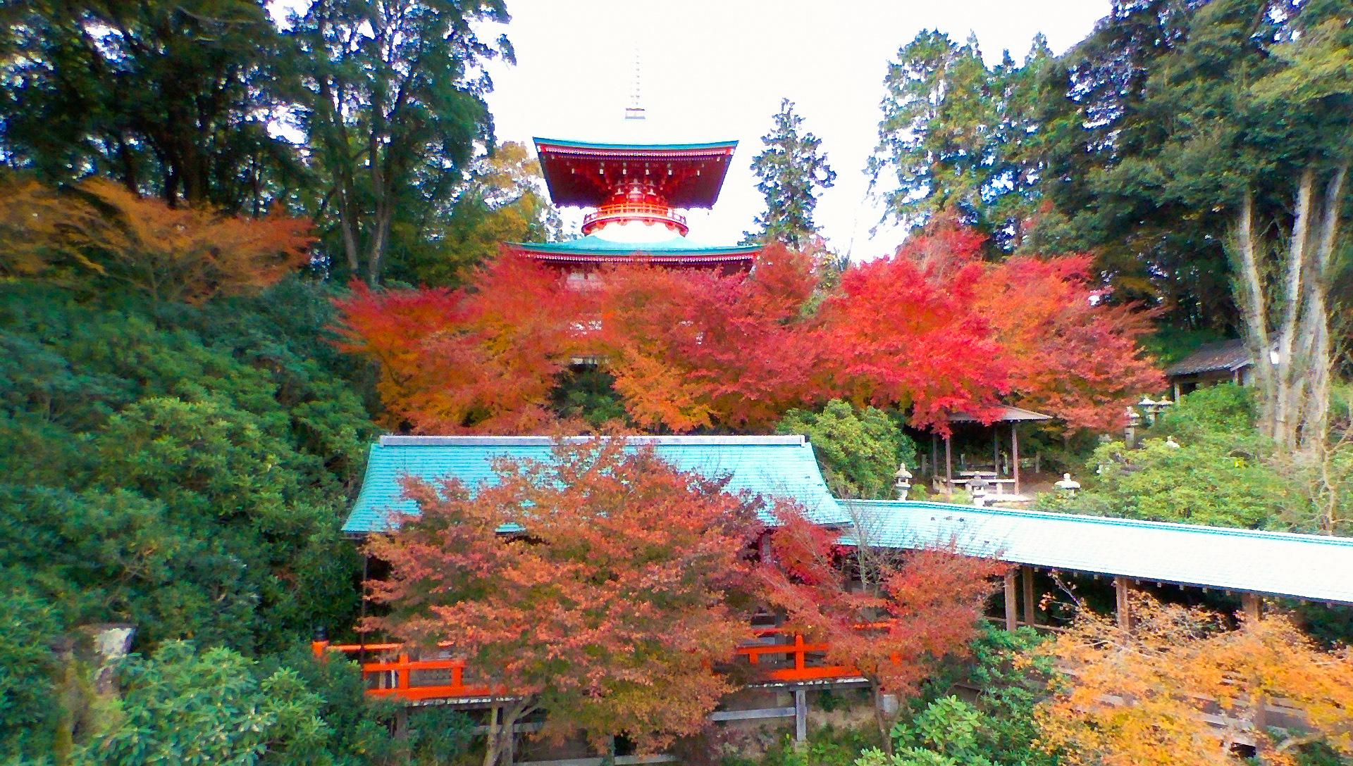 高野寺紅葉2-補正済.jpg