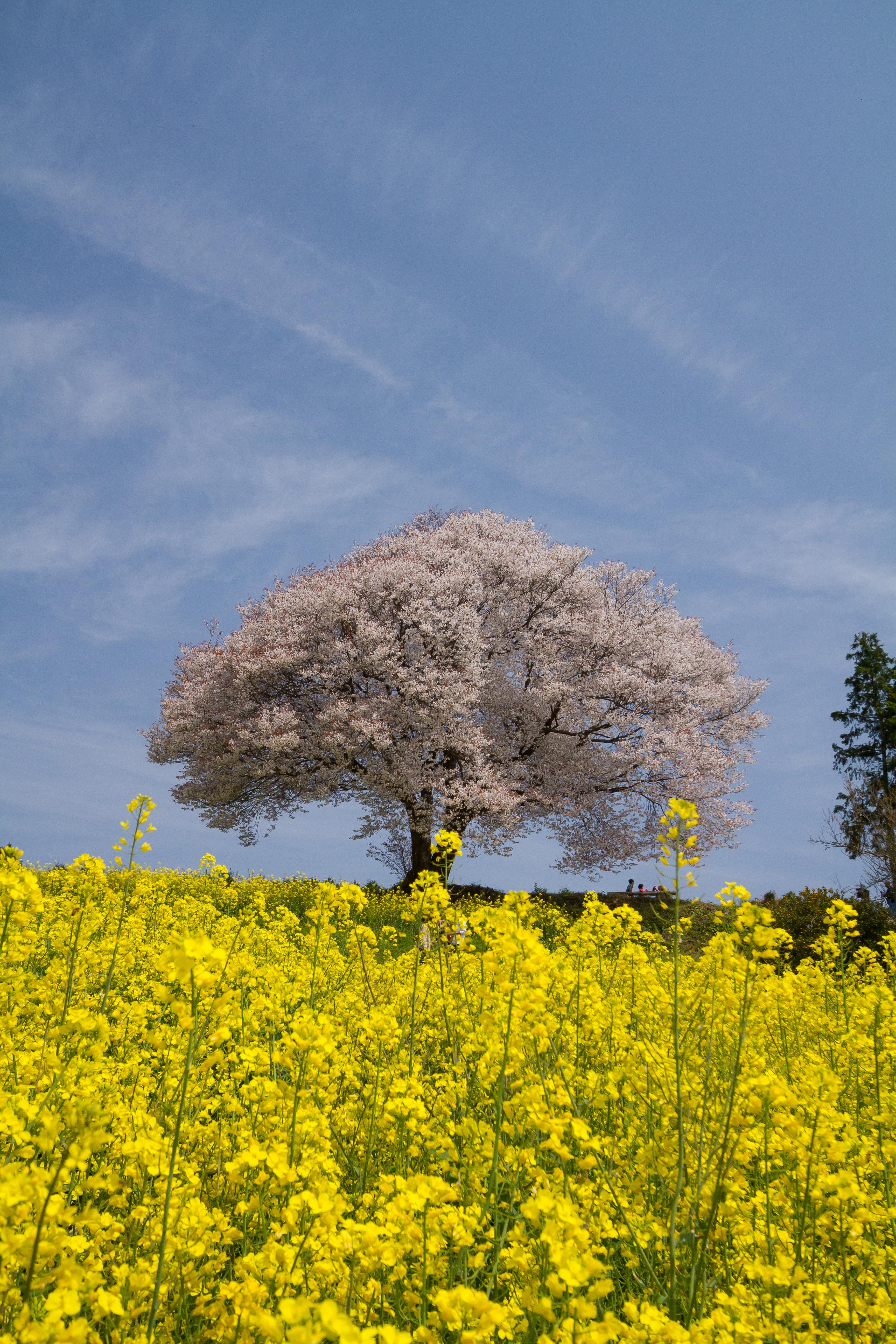 馬場の山桜