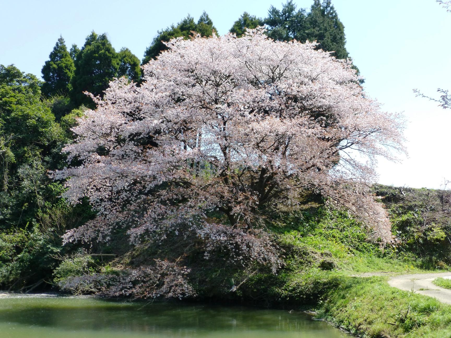 川内ジラカンス桜