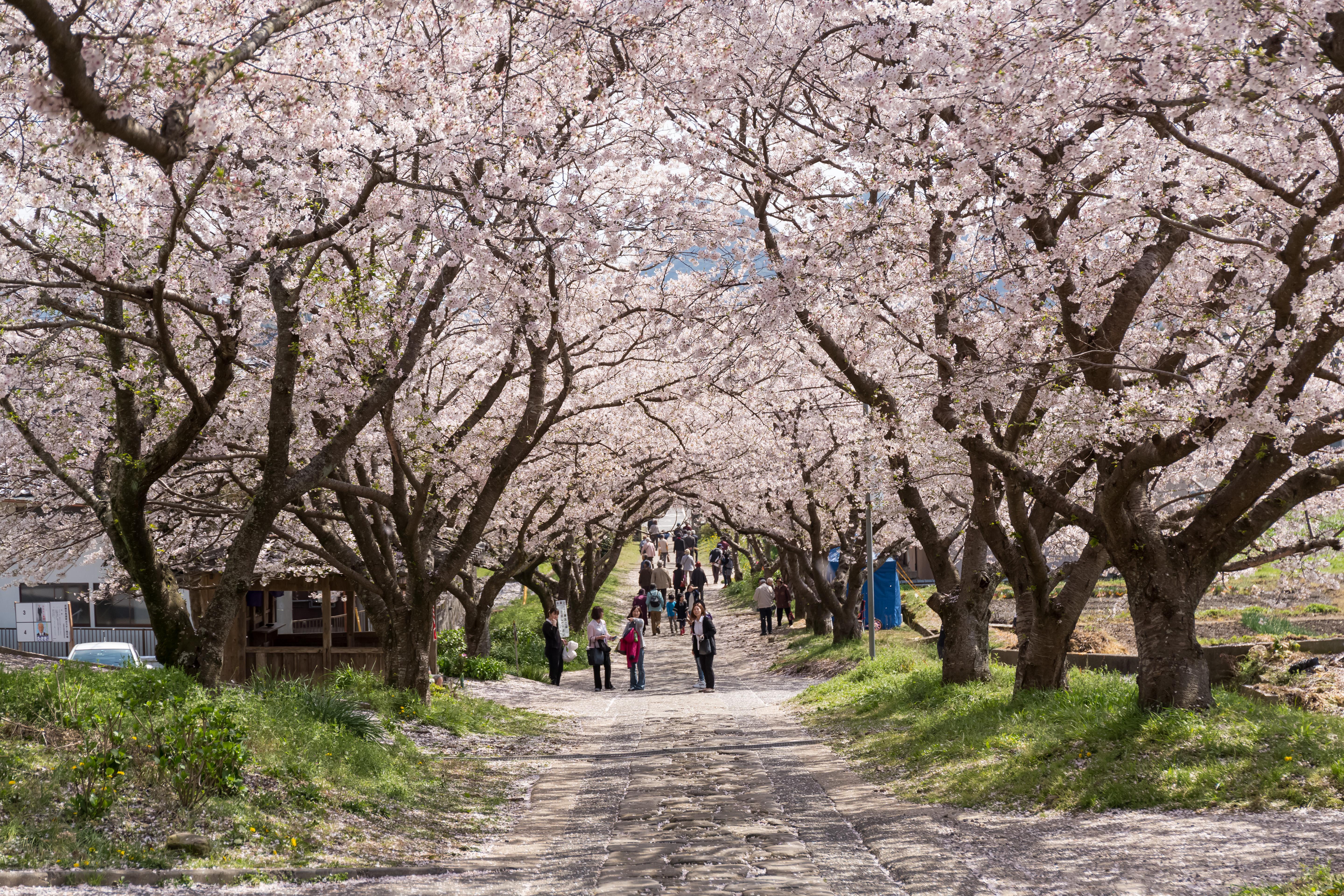 円応寺参道の桜並木