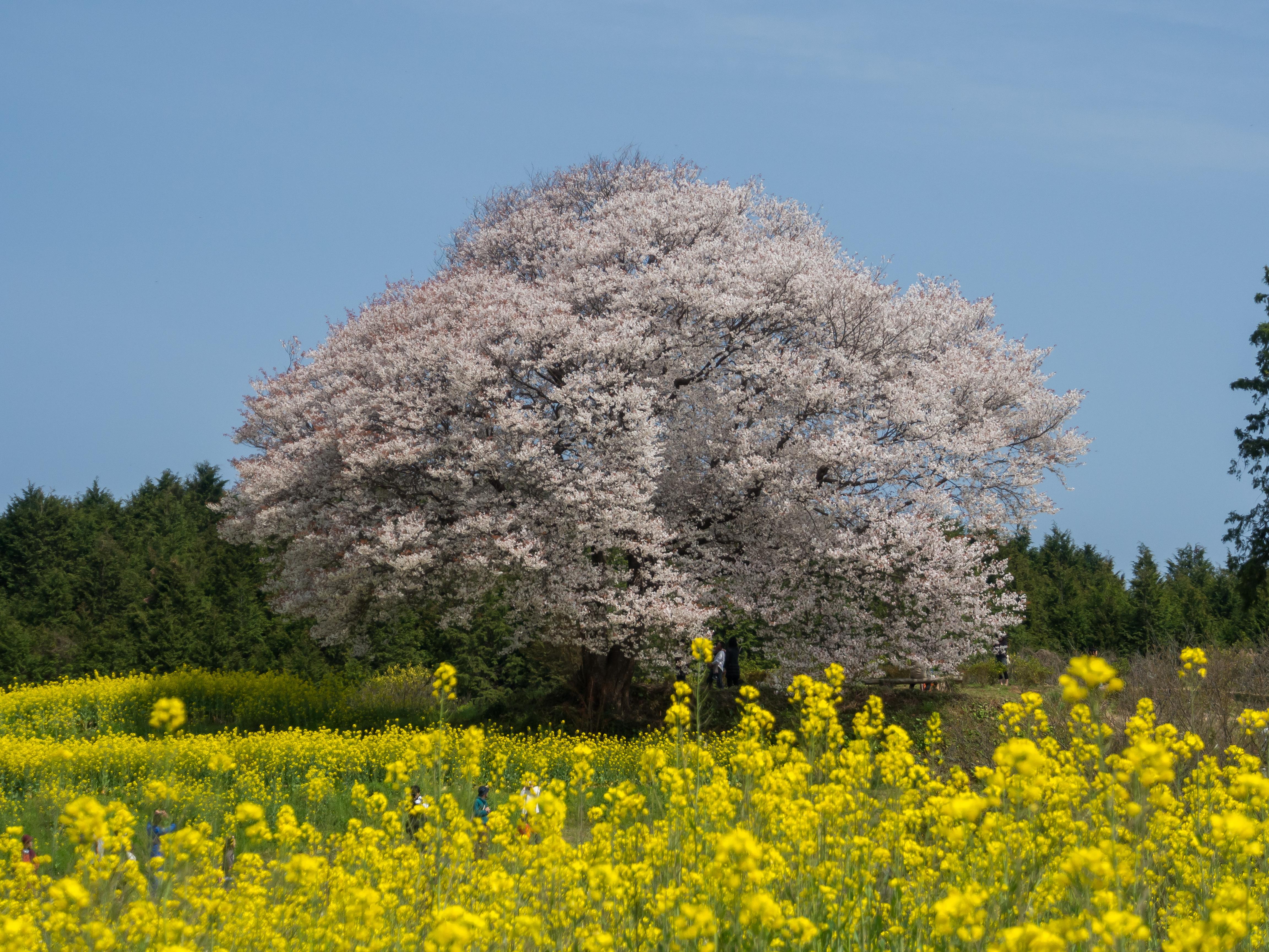 馬場の山桜