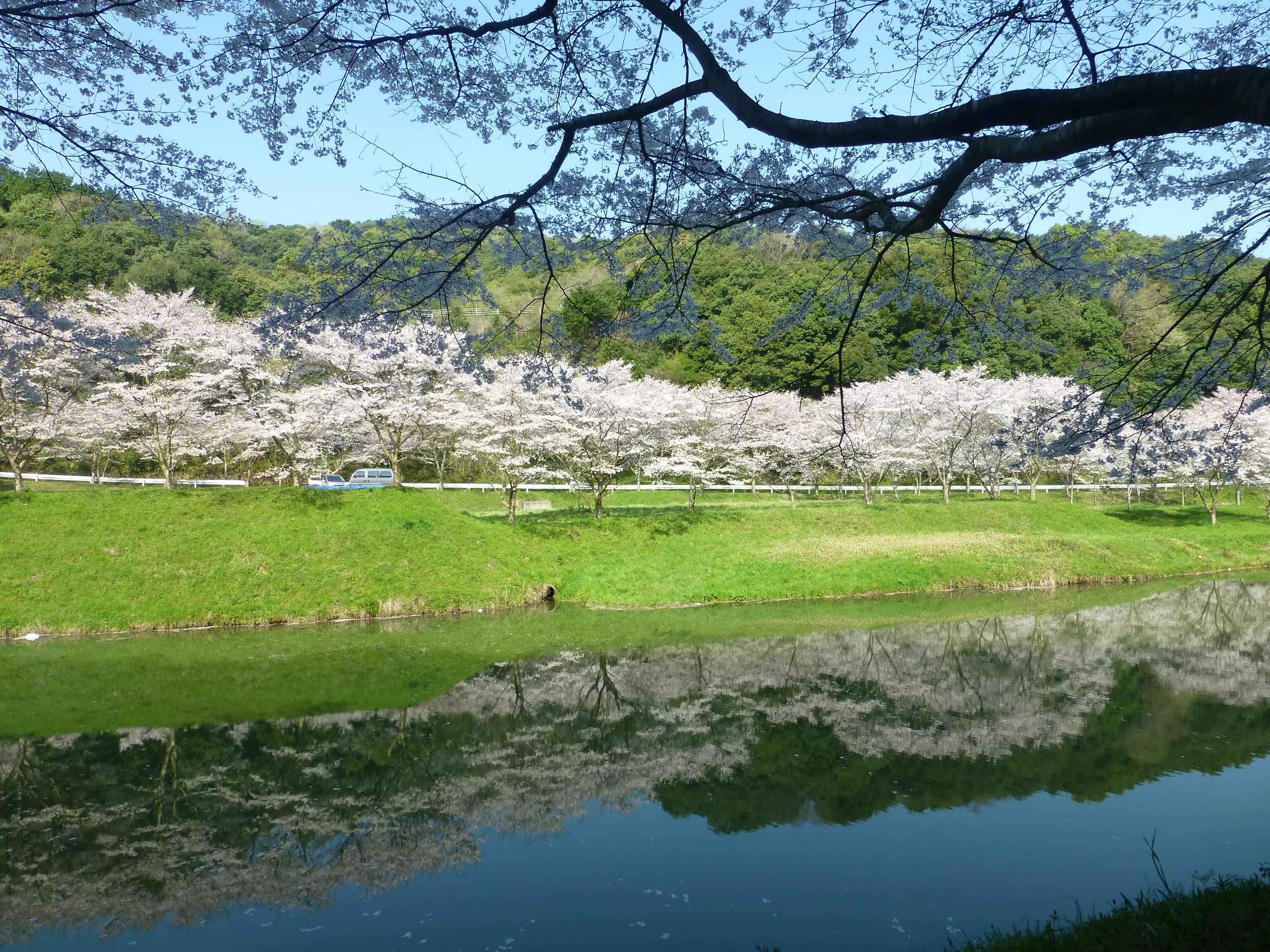 庭木ダムの桜
