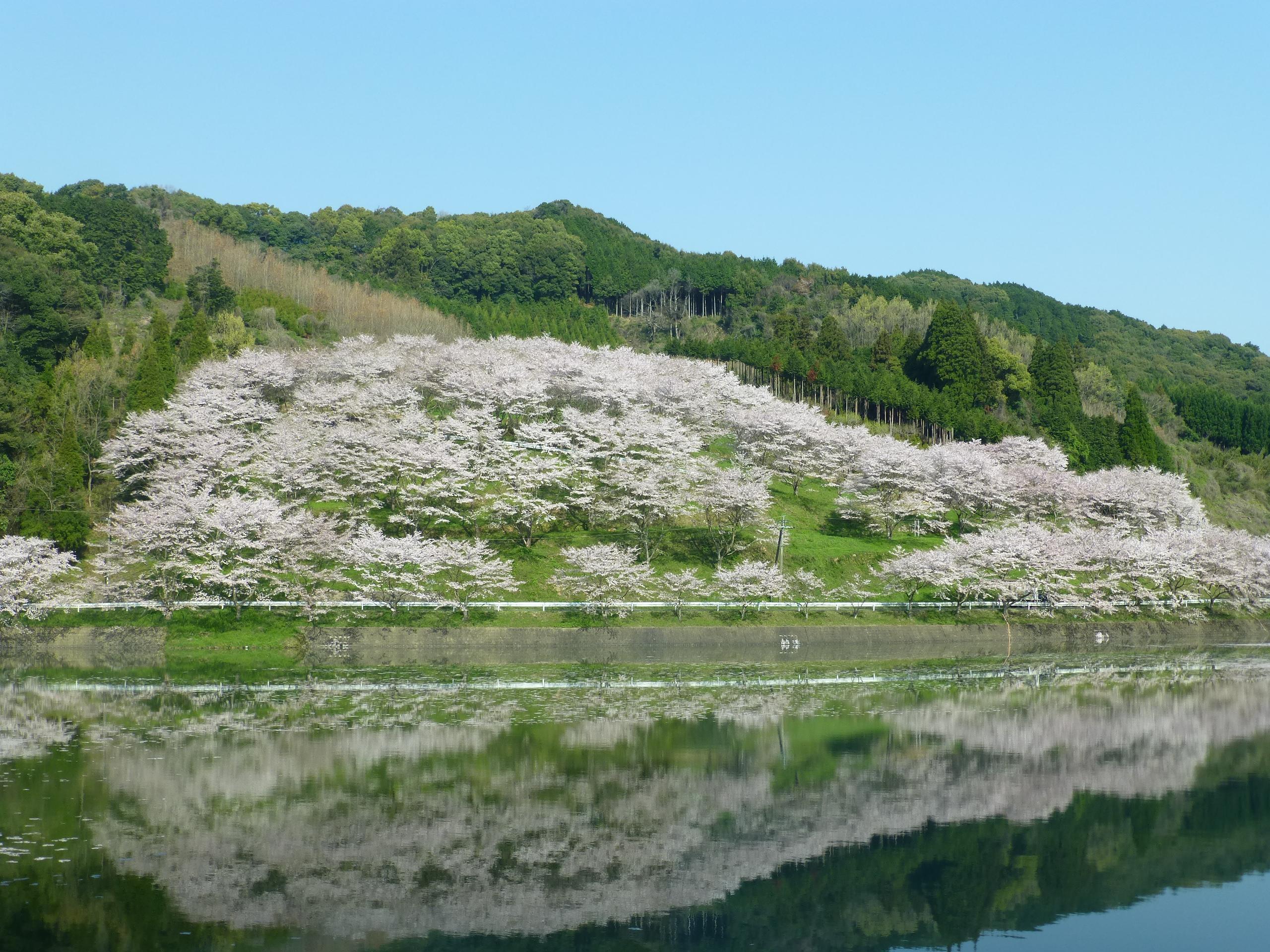 庭木ダムの桜