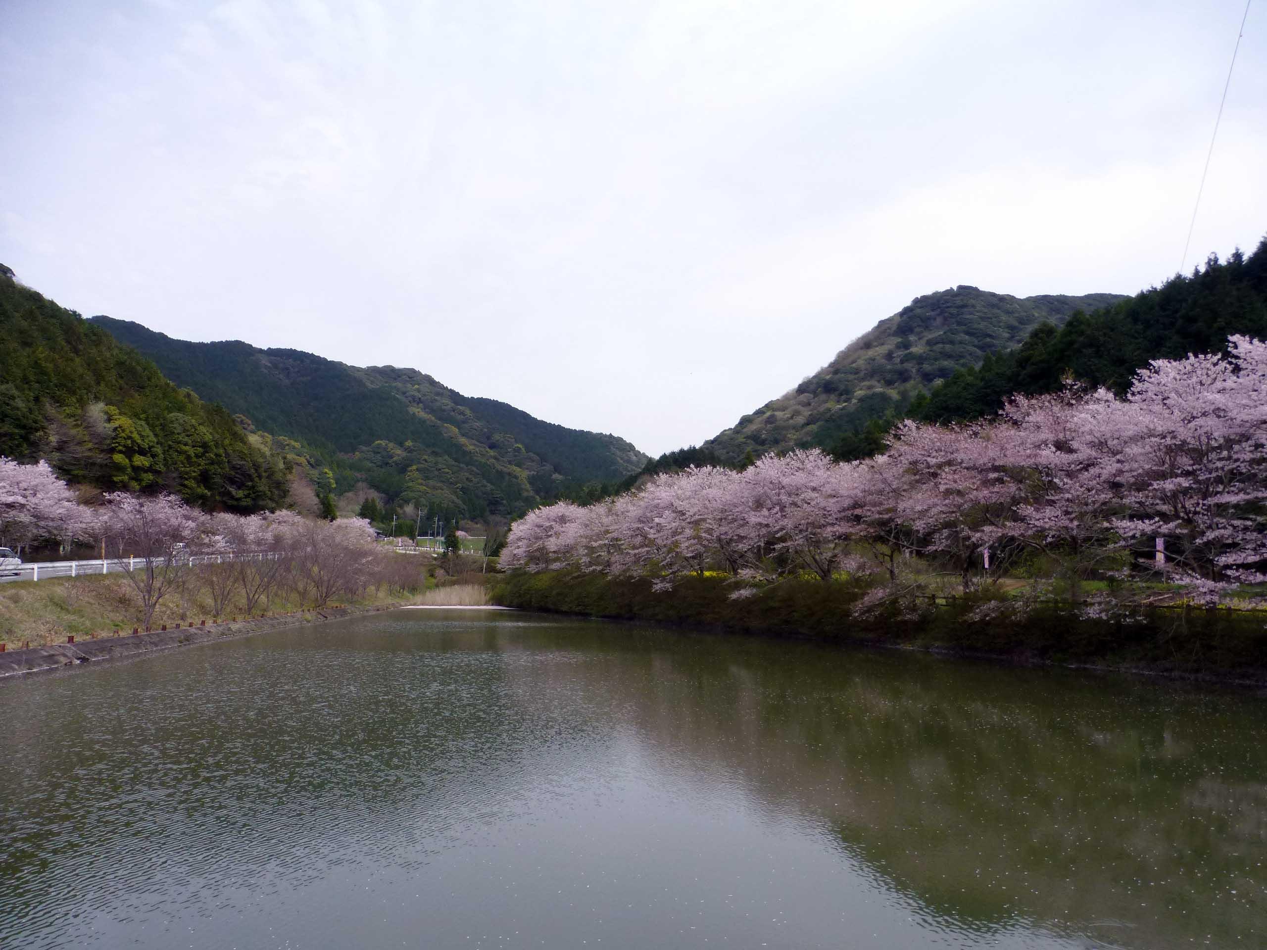 赤穂山八天桜