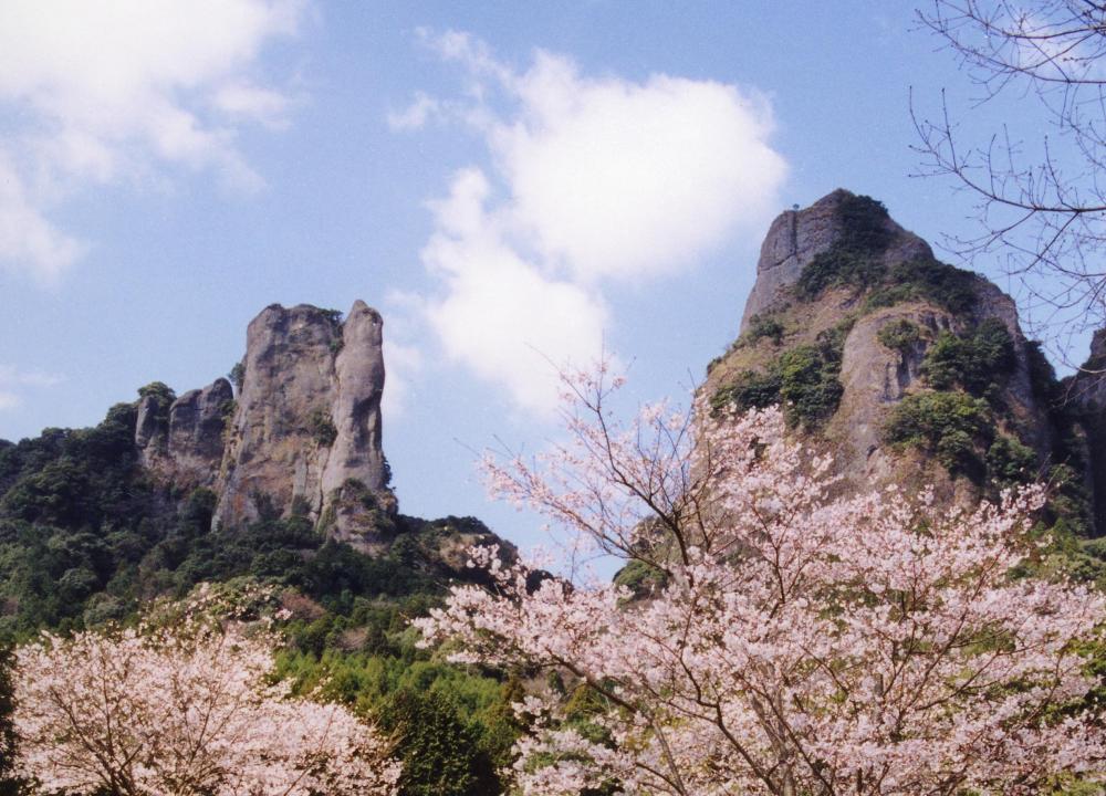 夫婦岩（桜）.jpg