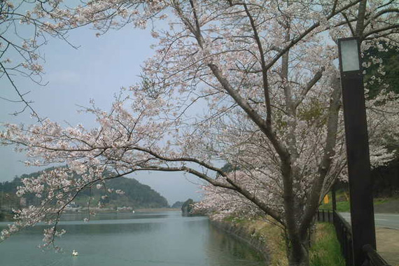 桜並木道