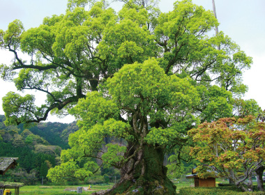 川古の大楠