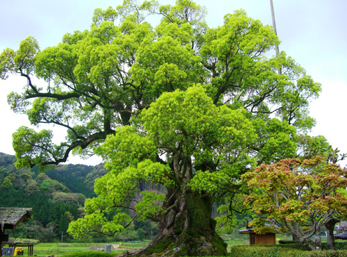 川古の大楠