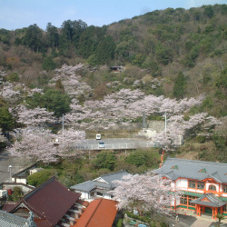 桜山公園（オプション）