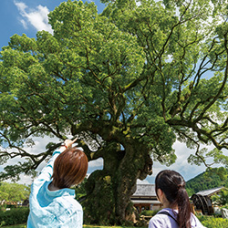 川古の大楠公園