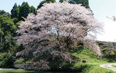 川内ジラカンス桜