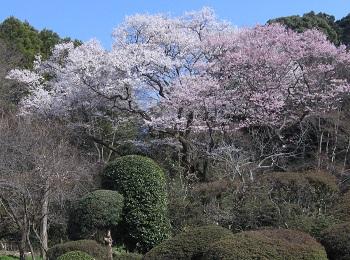 ③文化会館庭園.jpg