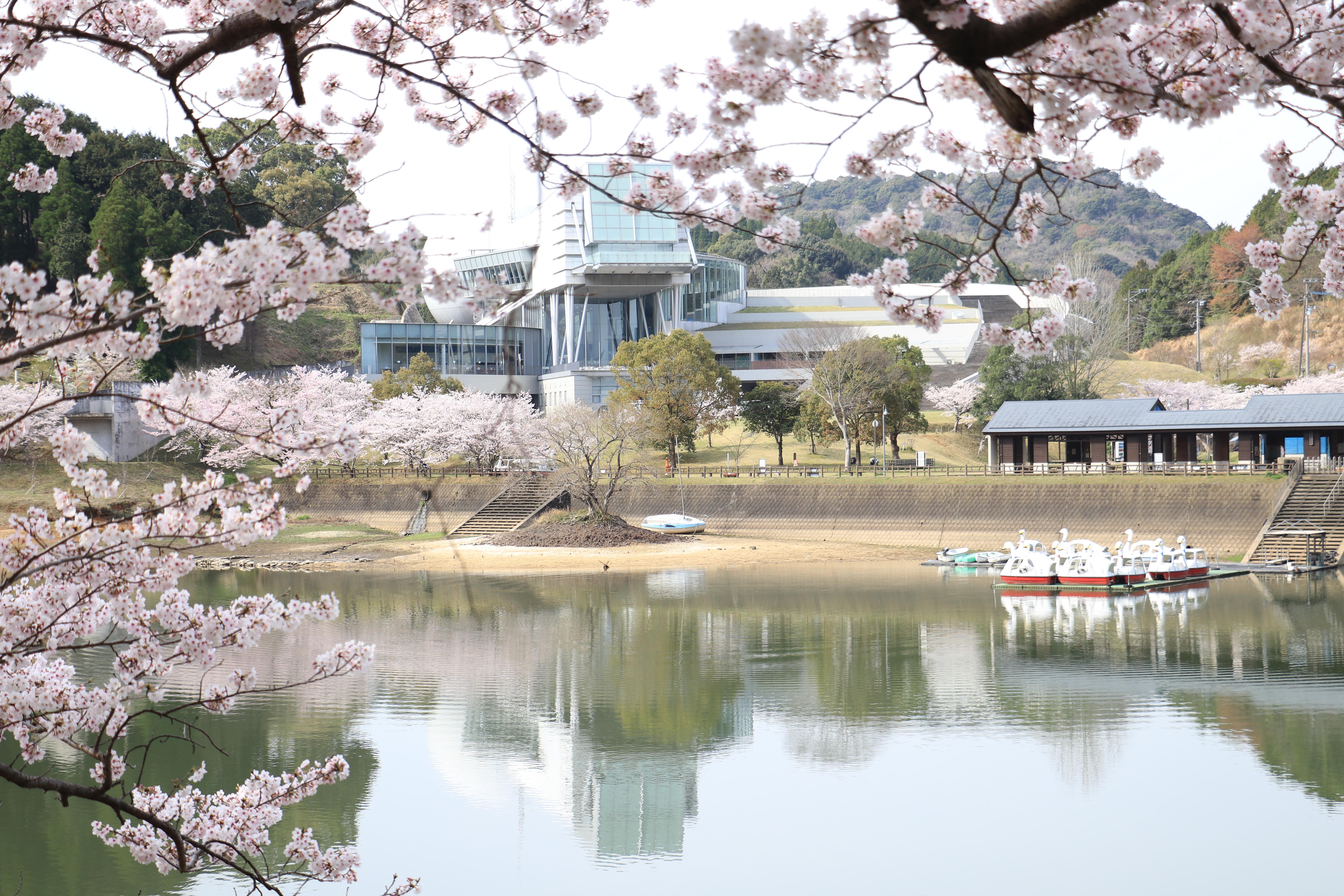 宇宙科学館提供（桜3）.JPG