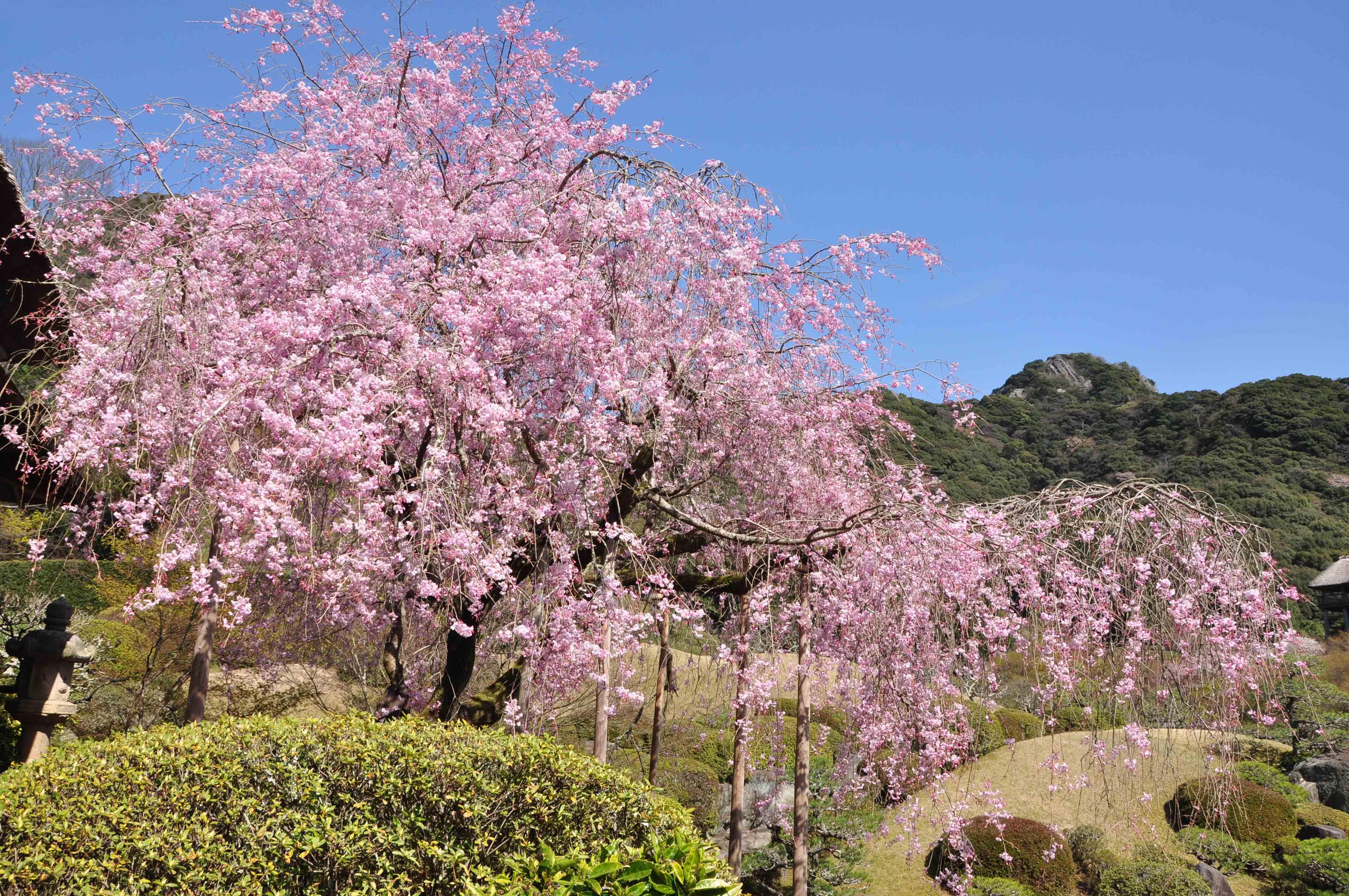 慧洲園の枝垂桜.JPG