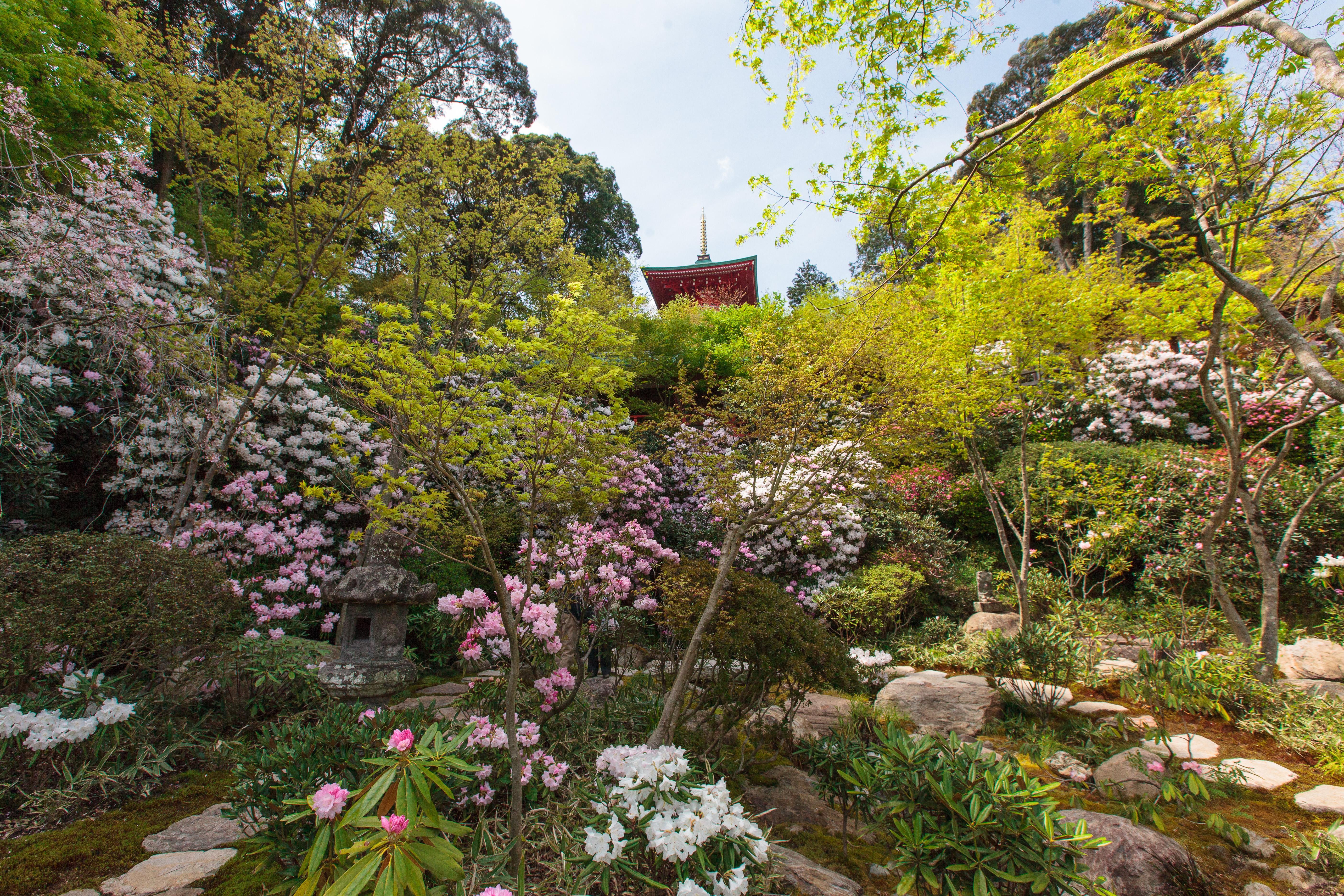 しゃくなげ寺.jpg