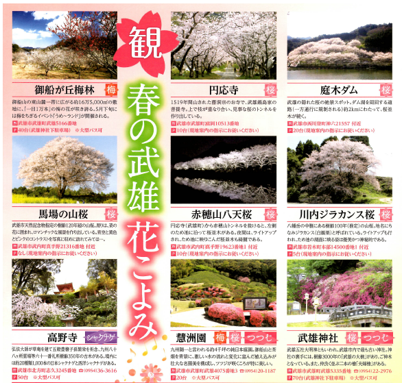 sakura.png