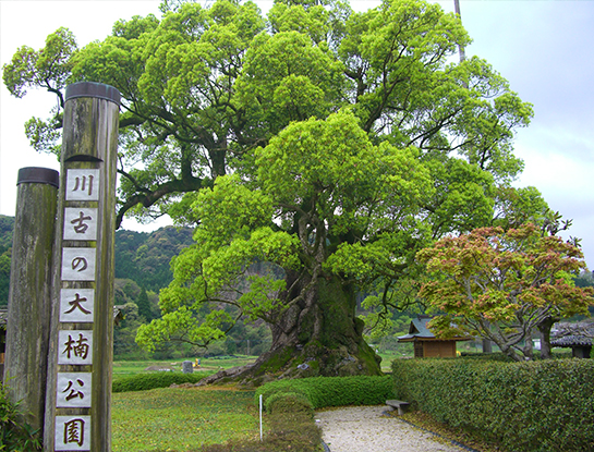 川古の大楠