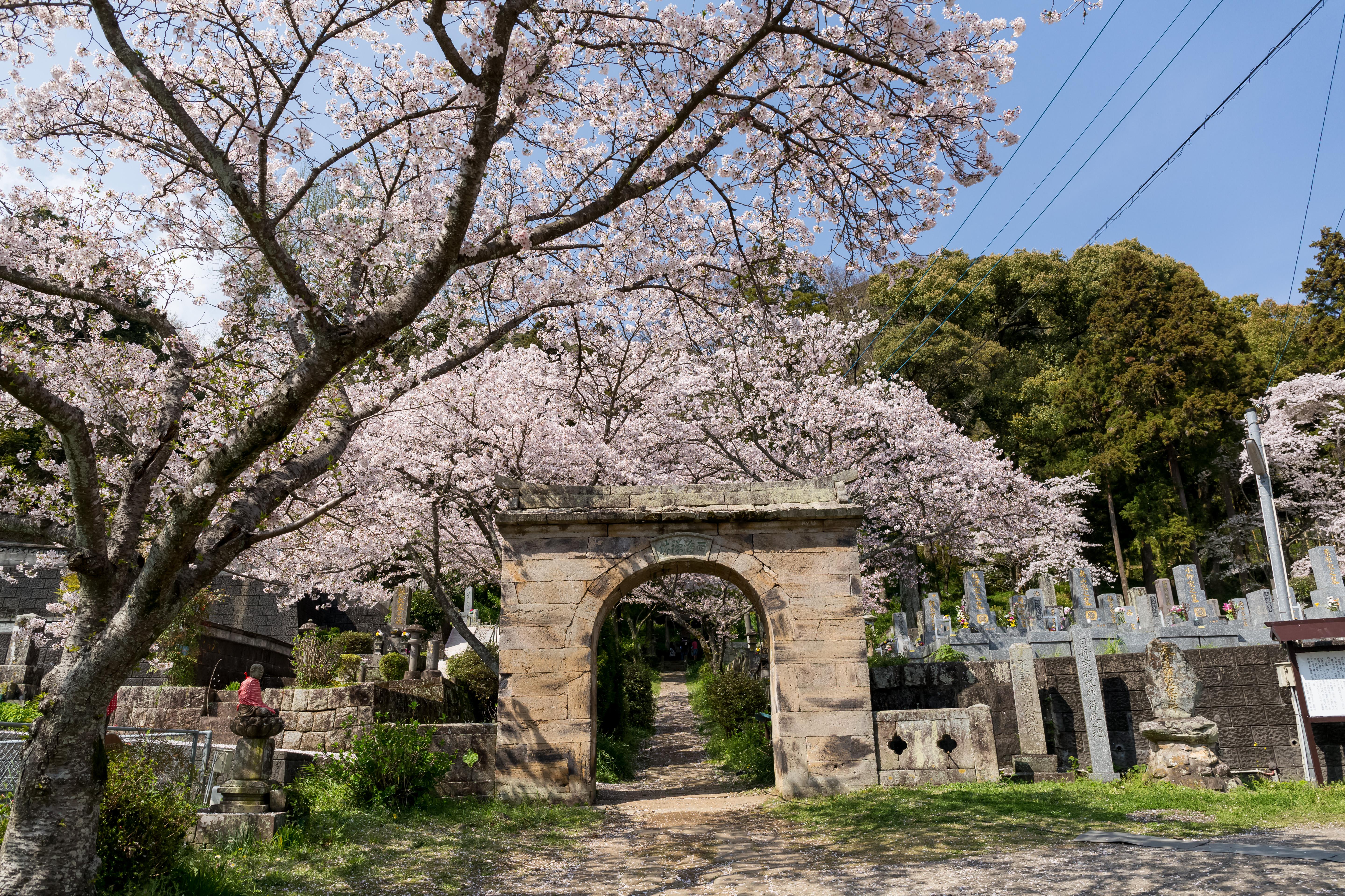 円応寺参道の桜並木