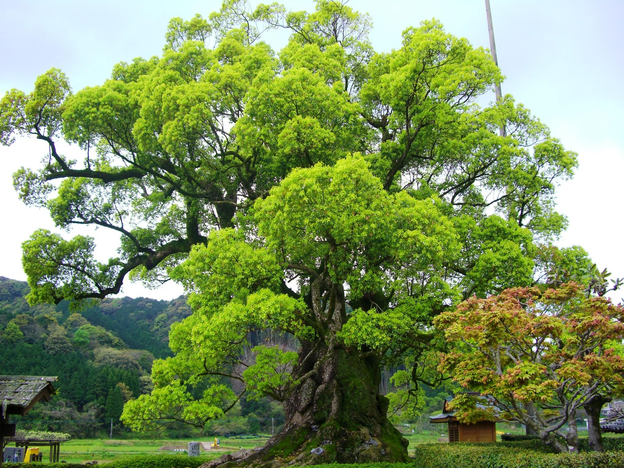 川古の大楠