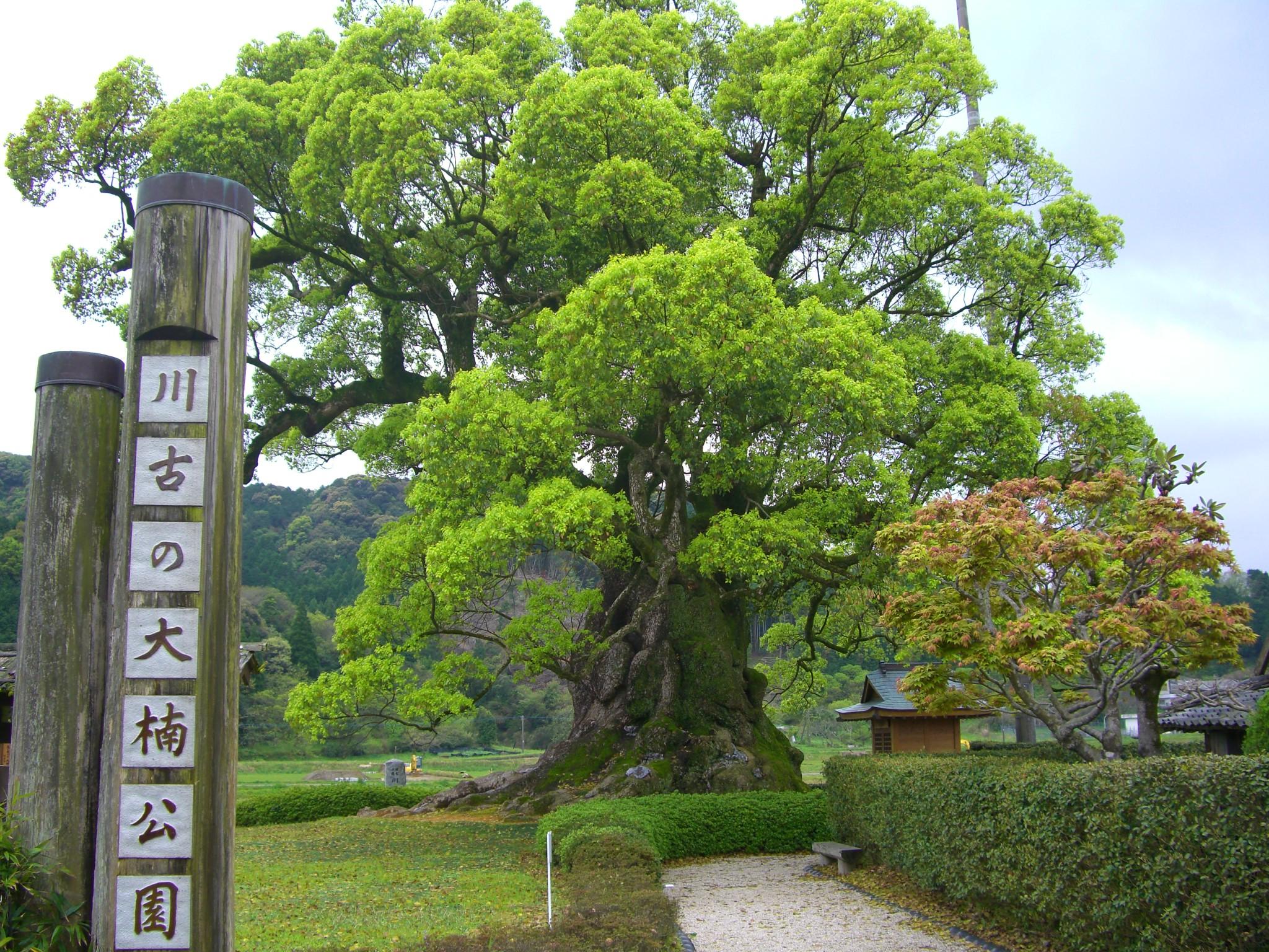 古民家ゲストハウス おもやい処 森羅万象館